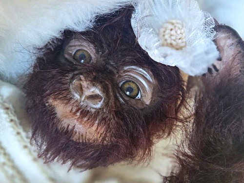 Reborn monkey baby girl disc - monkey,